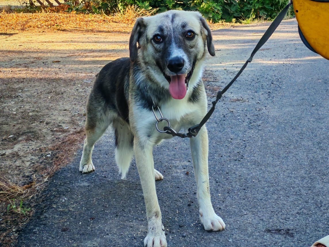 Adotta il cane Tommi a Cosenza