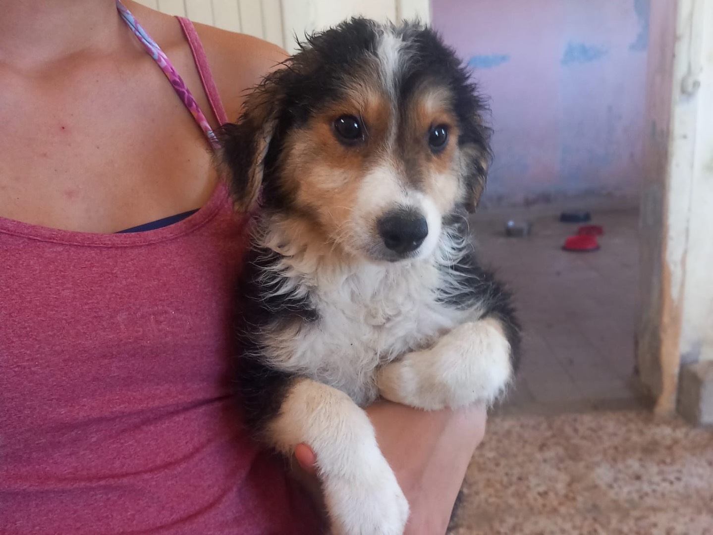 Adozione cane, maschio, Razza sconosciuta Razza sconosciuta, 3 mesi, taglia media, Cosenza