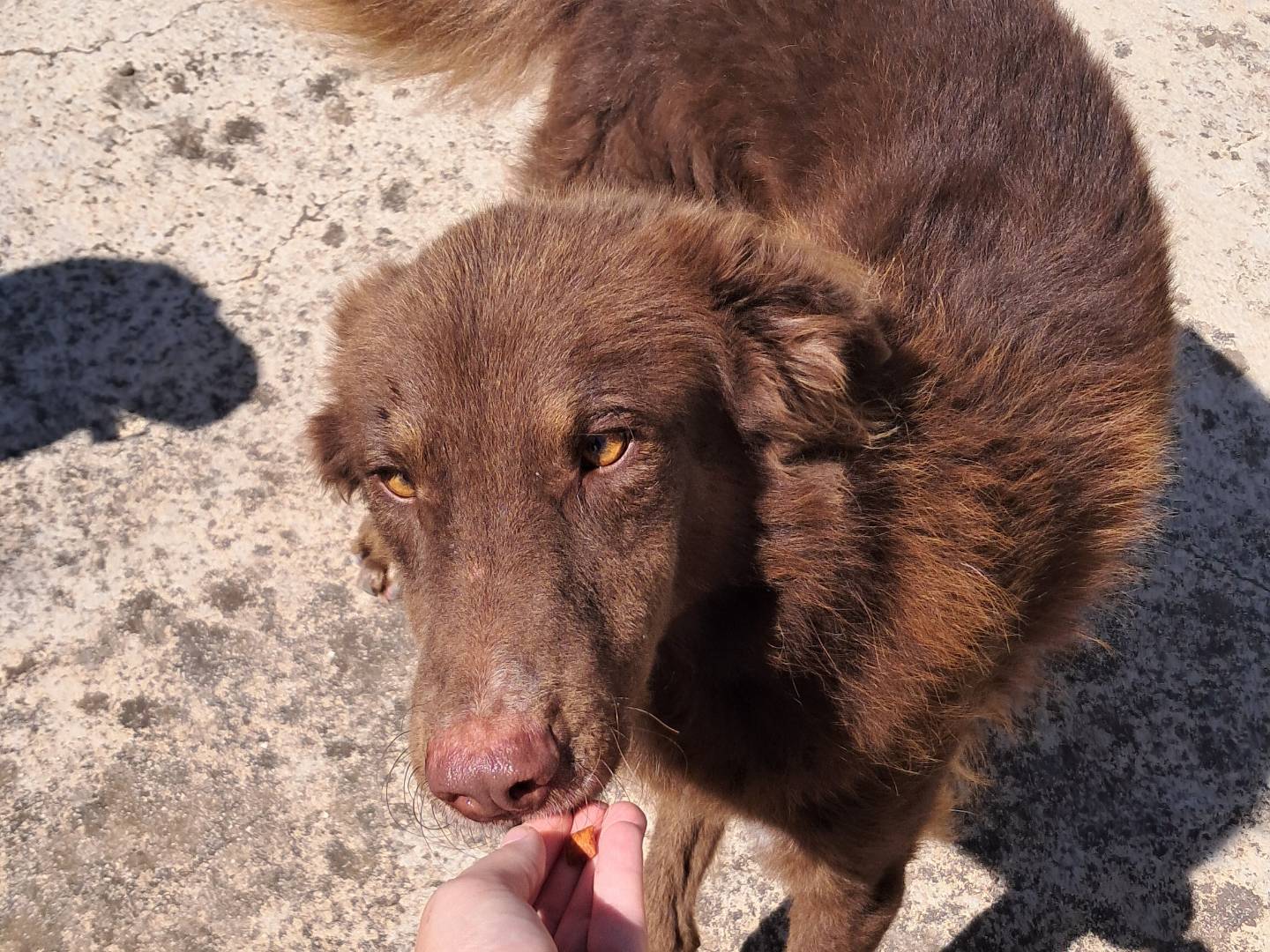 Vuoi adottare un cane a Agrigento?