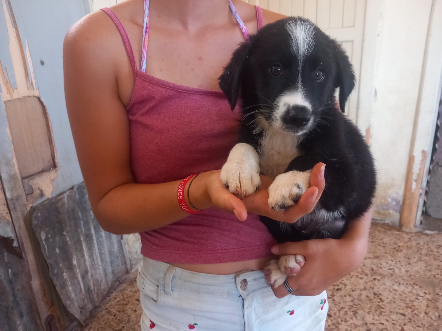 Adozione cane, maschio, Razza sconosciuta Razza sconosciuta, 3 mesi, taglia media, Cosenza