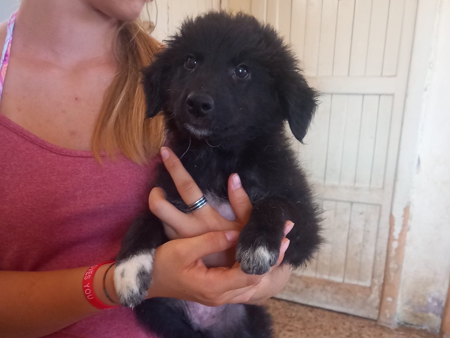 Adozione cane, femmina, Razza sconosciuta Razza sconosciuta, 3 mesi, taglia media, Cosenza