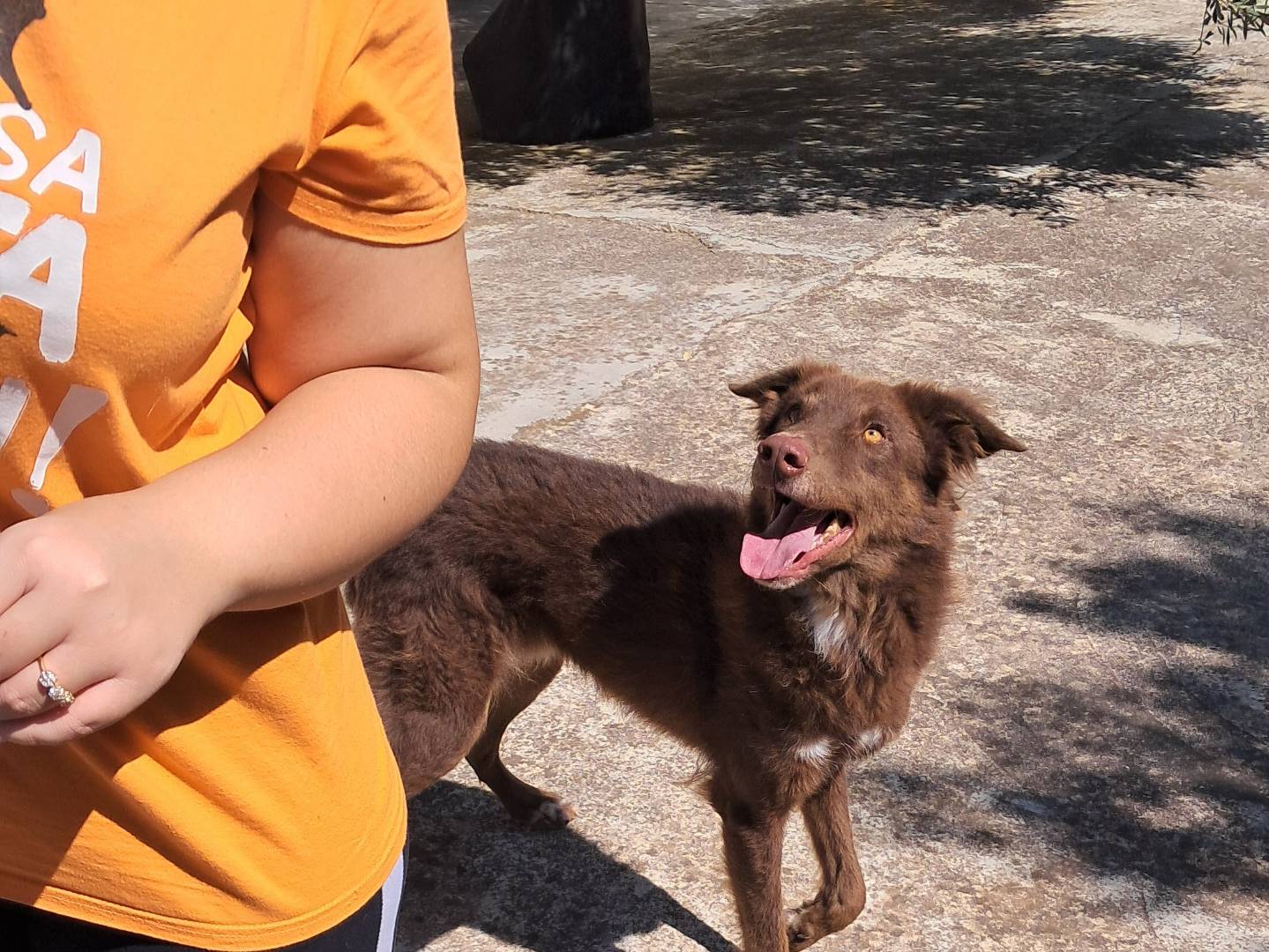 Adotta un cane, maschio, 2 anni e 7 mesi, Agrigento