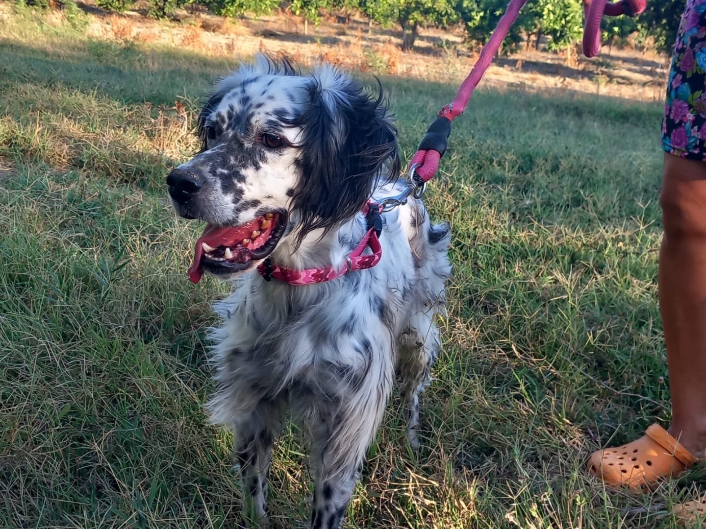 Adozione cane, maschio, Setter Inglese Razza sconosciuta, 6 anni e 8 mesi, taglia media contenuta, Cosenza