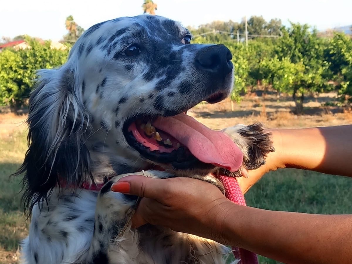 Adotta un cane, maschio, 6 anni e 8 mesi, Cosenza