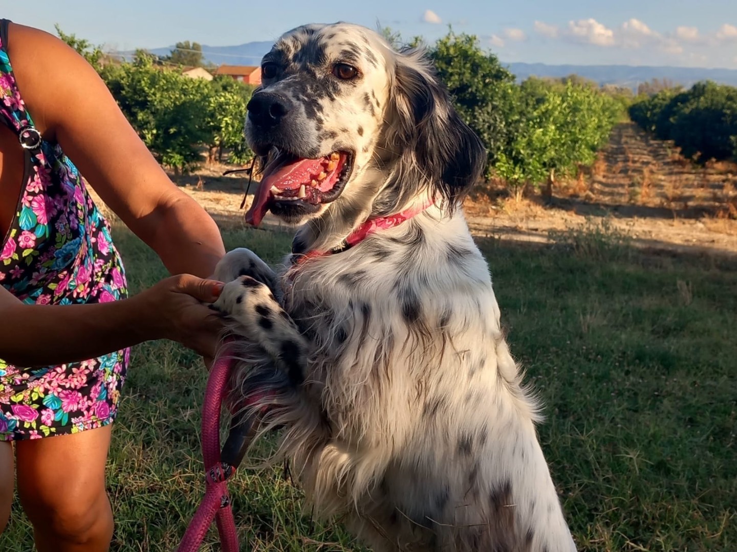 Adotta un cane, taglia media contenuta, maschio, Cosenza