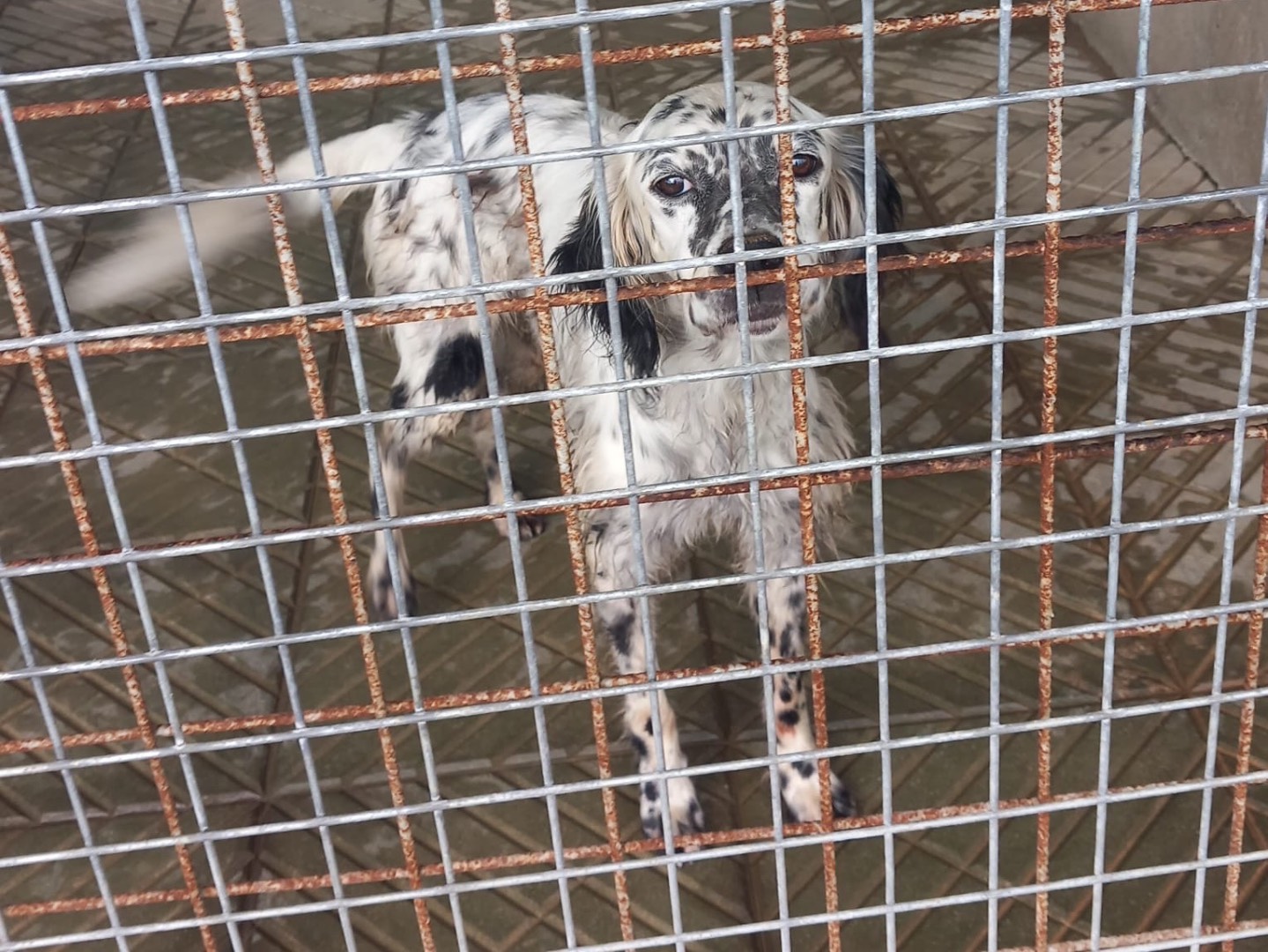 Adotta il cane CHICCO a Cosenza