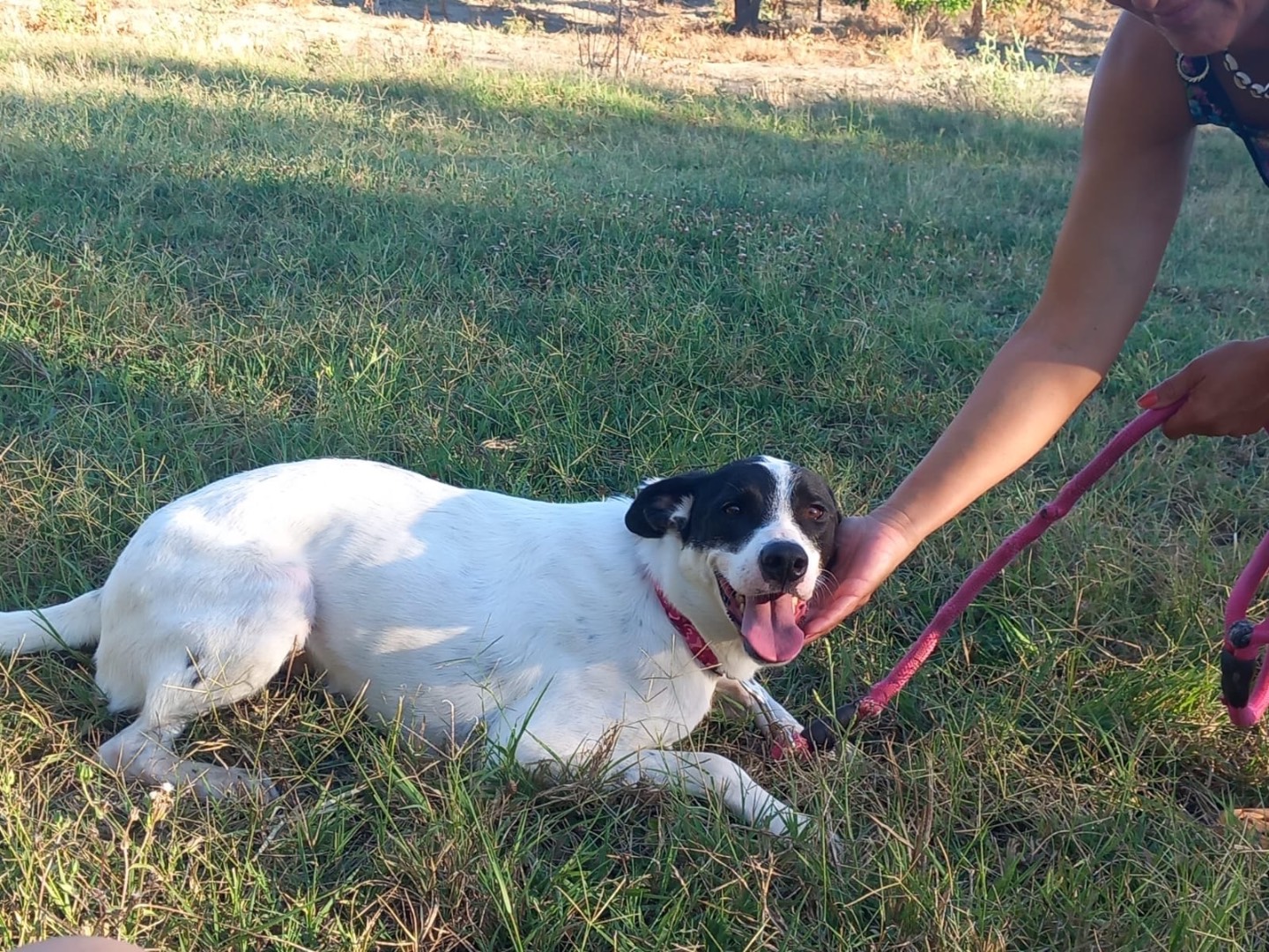Adotta un cane, maschio, 2 anni e 3 mesi, Cosenza