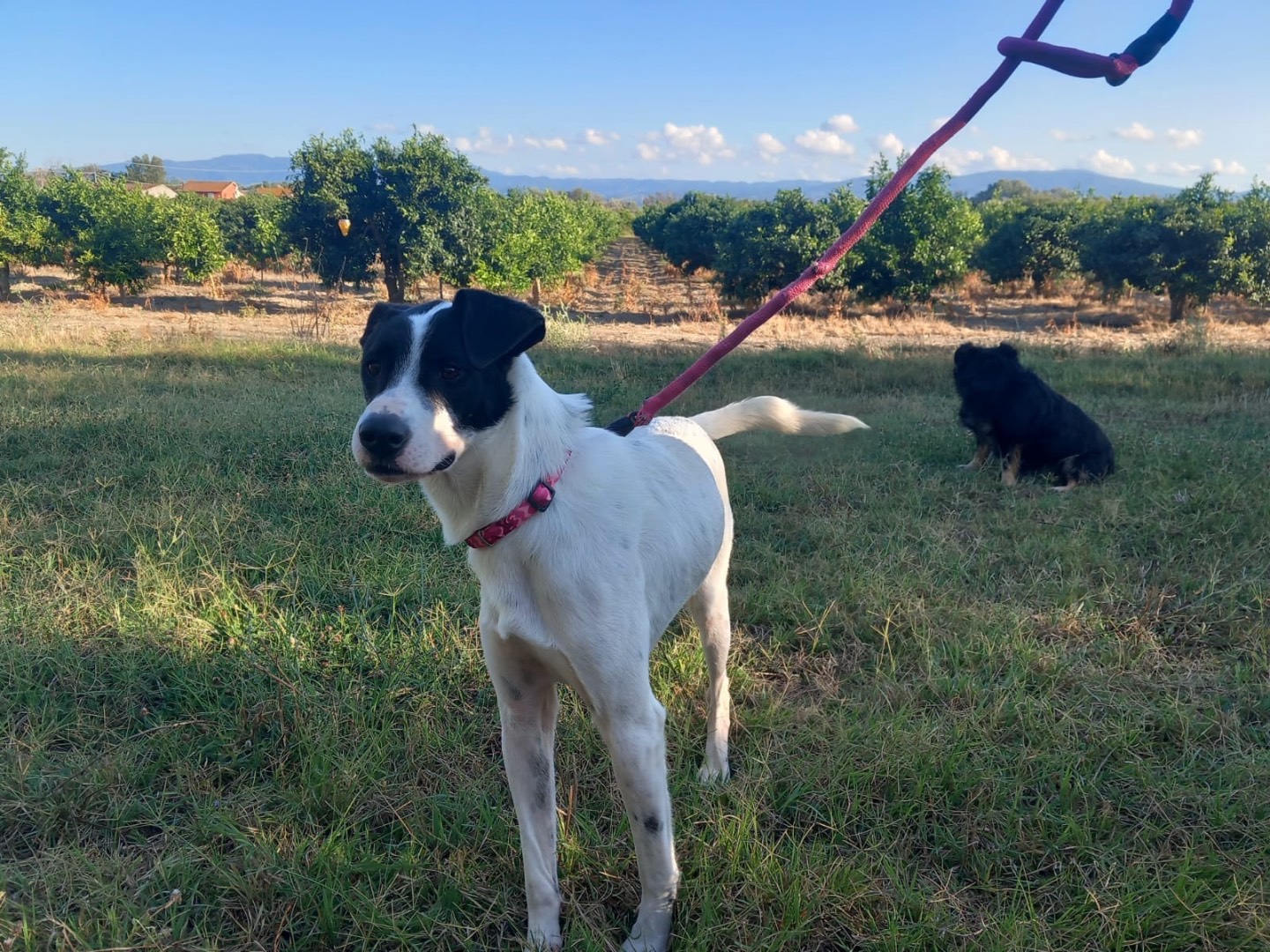 Adotta un cane, taglia media, maschio, Cosenza