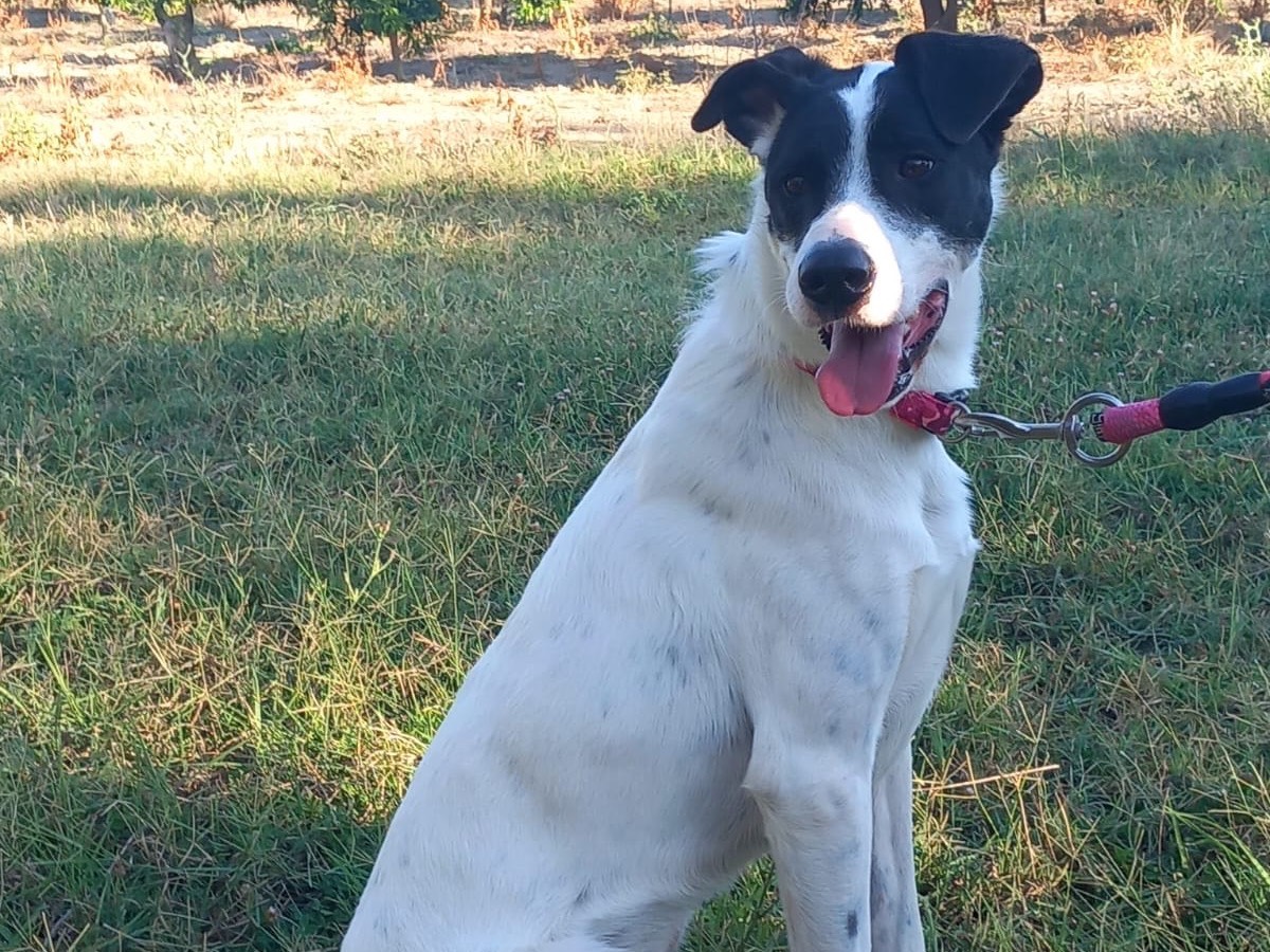 Vuoi adottare un cane a Cosenza?