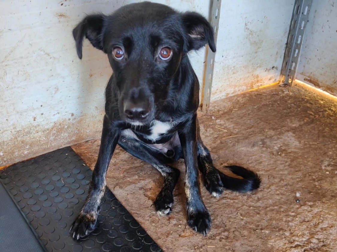 Adozione cane, femmina, Razza sconosciuta Razza sconosciuta, 7 mesi, taglia media contenuta, Vibo