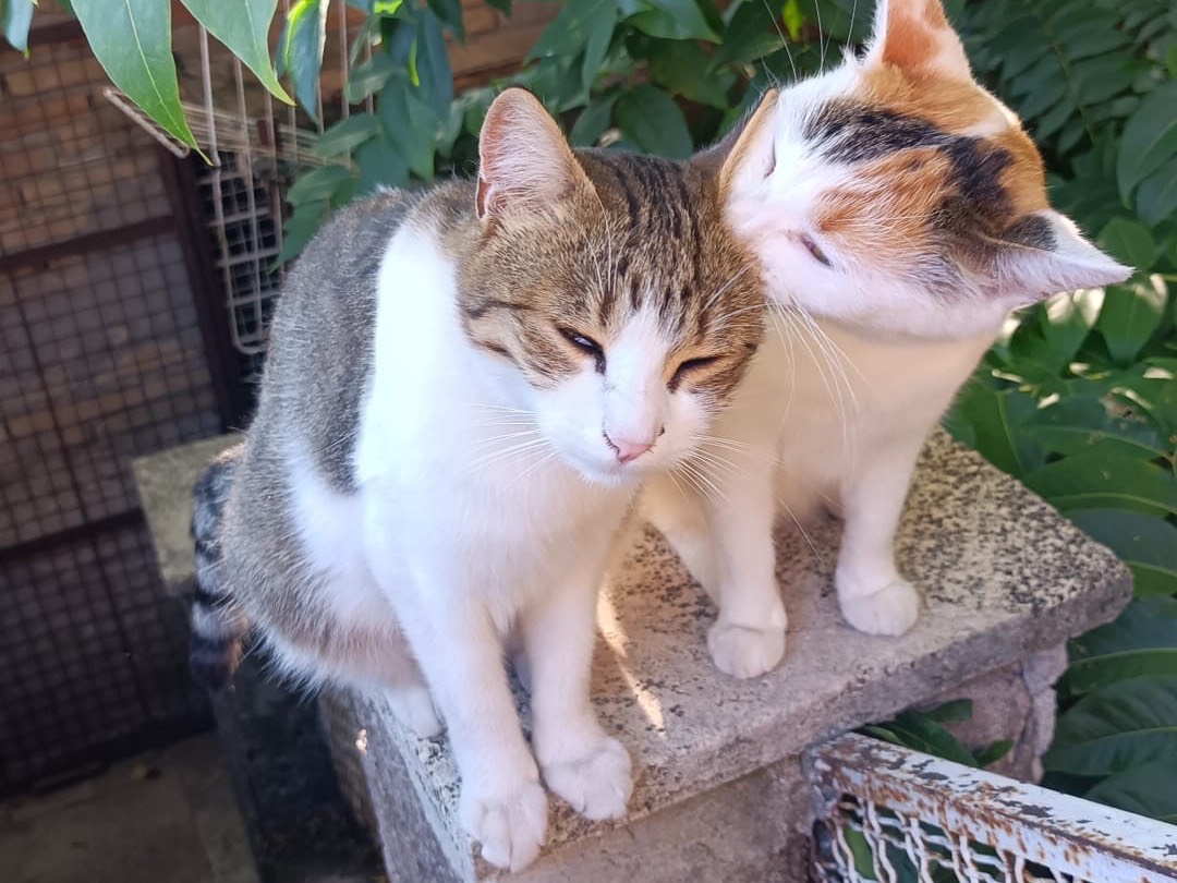 Adozione gatto, femmina, Razza sconosciuta Razza sconosciuta, 1 anno e 2 mesi, taglia non valida, Roma