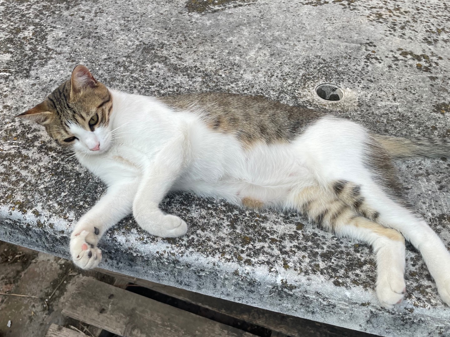 Adotta un gatto, femmina, 1 anno e 2 mesi, Roma