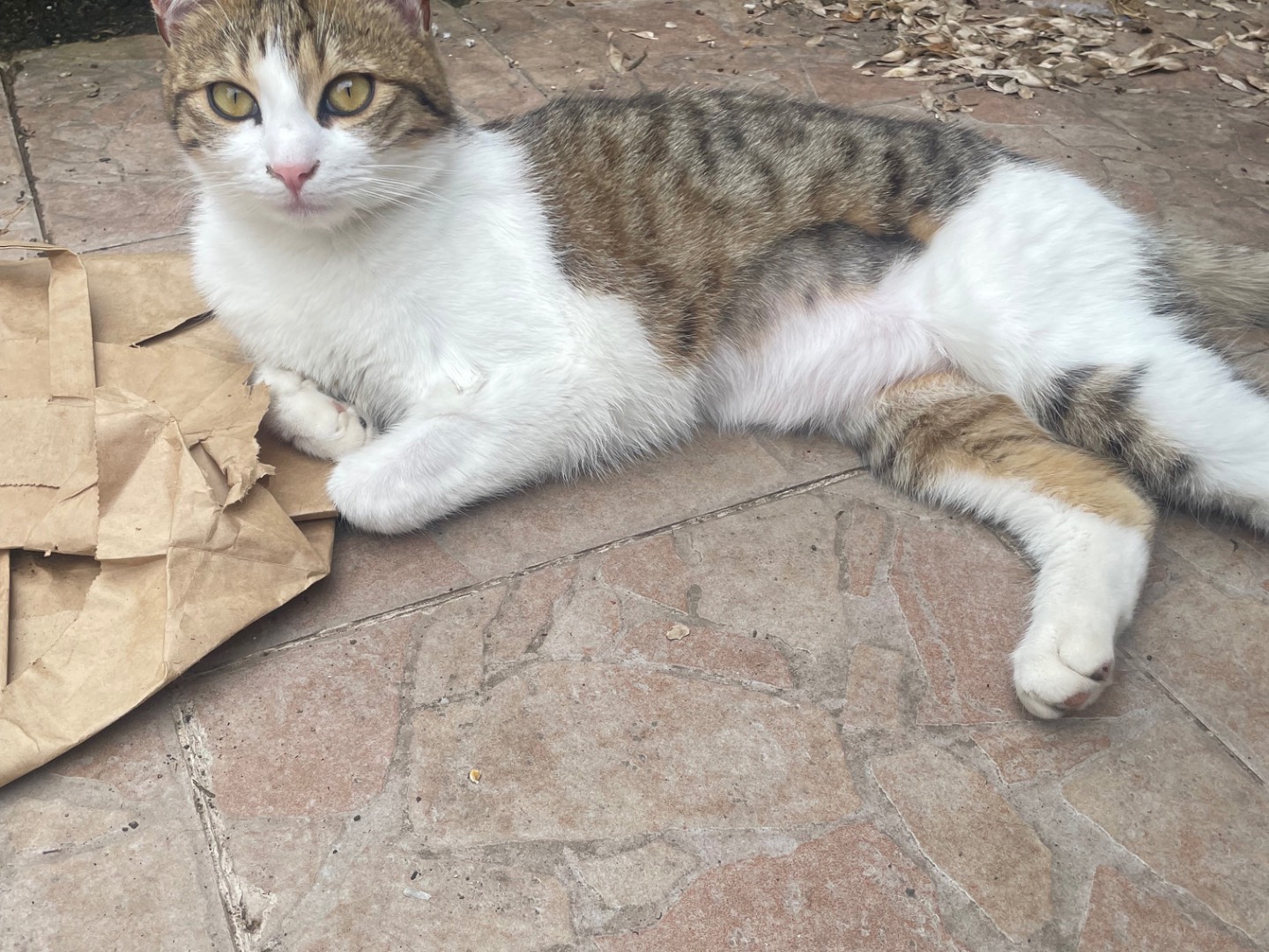 Adotta un gatto, taglia non valida, femmina, Roma