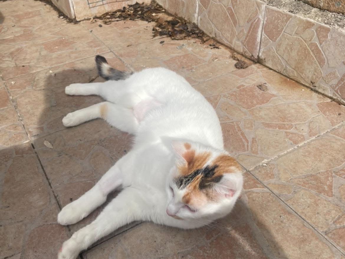 Vuoi adottare un gatto a Roma?