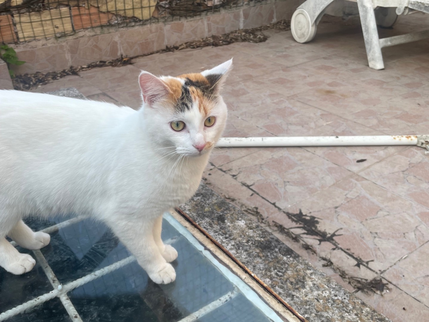 Adotta il gatto Caramella e Lola  a Roma