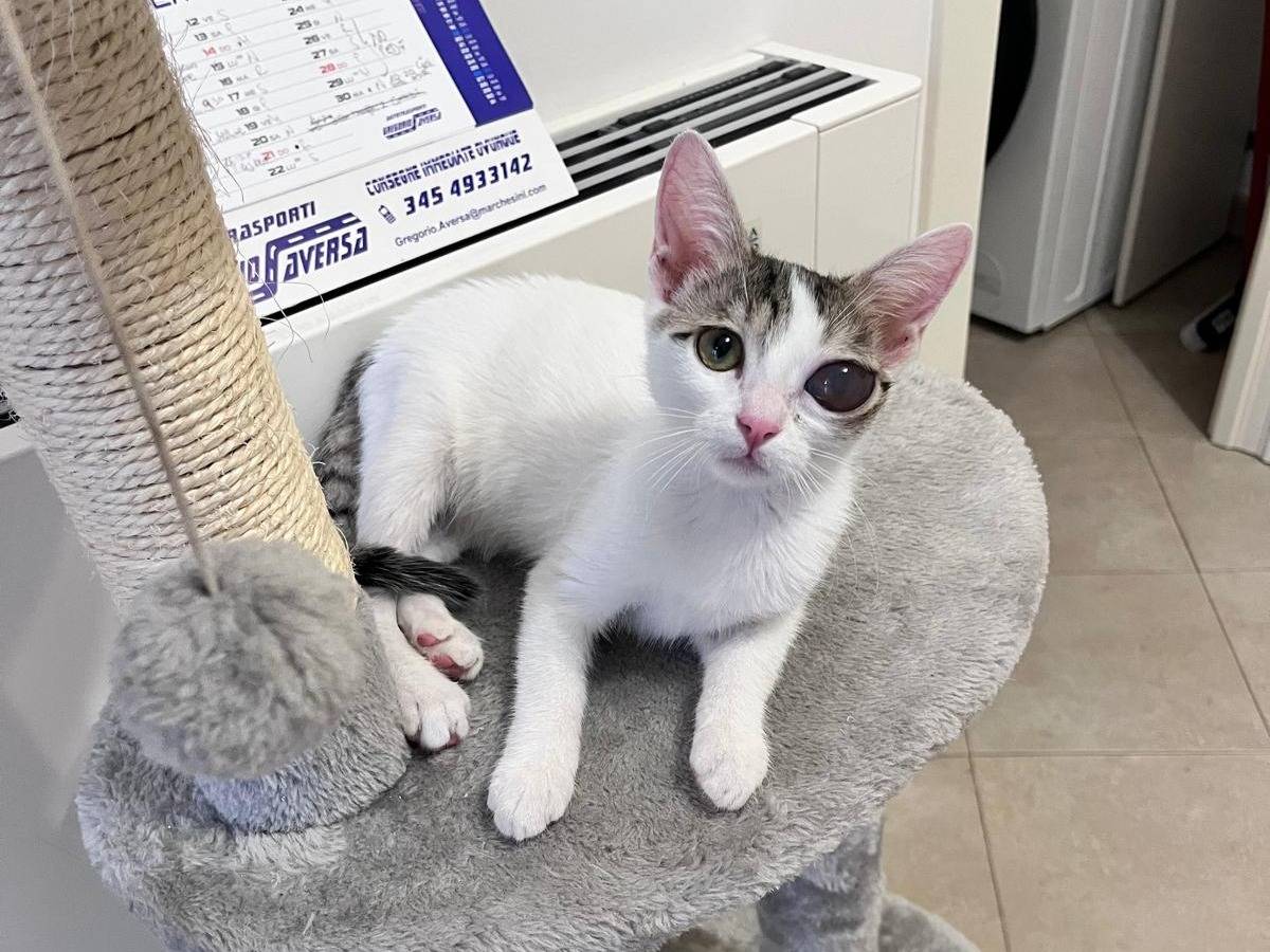 Adozione gatto, femmina, Razza sconosciuta Razza sconosciuta, 3 mesi, taglia non valida, Bologna