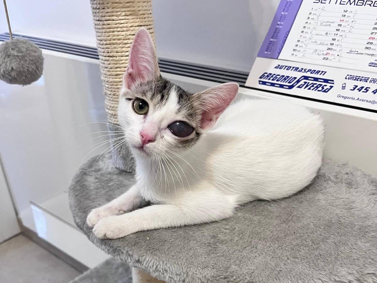 Adotta un gatto, femmina, 3 mesi, Bologna