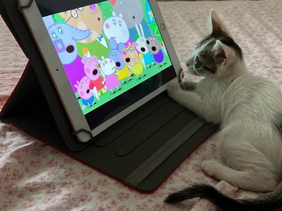 Vuoi adottare un gatto a Bologna?