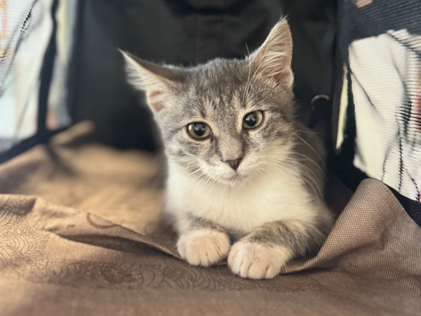 Adozione gatto, femmina, Razza sconosciuta Razza sconosciuta, 3 mesi, taglia non valida, Brescia
