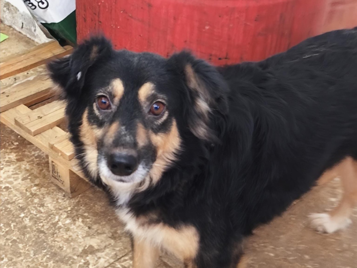 Adozione cane, femmina, Razza sconosciuta Razza sconosciuta, 5 anni e 8 mesi, taglia media, Vibo