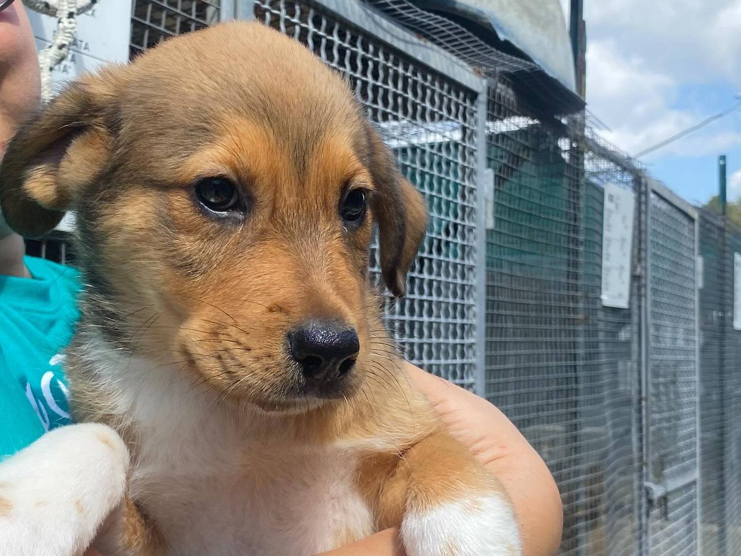 Adotta un cane, femmina, 3 mesi, Latina
