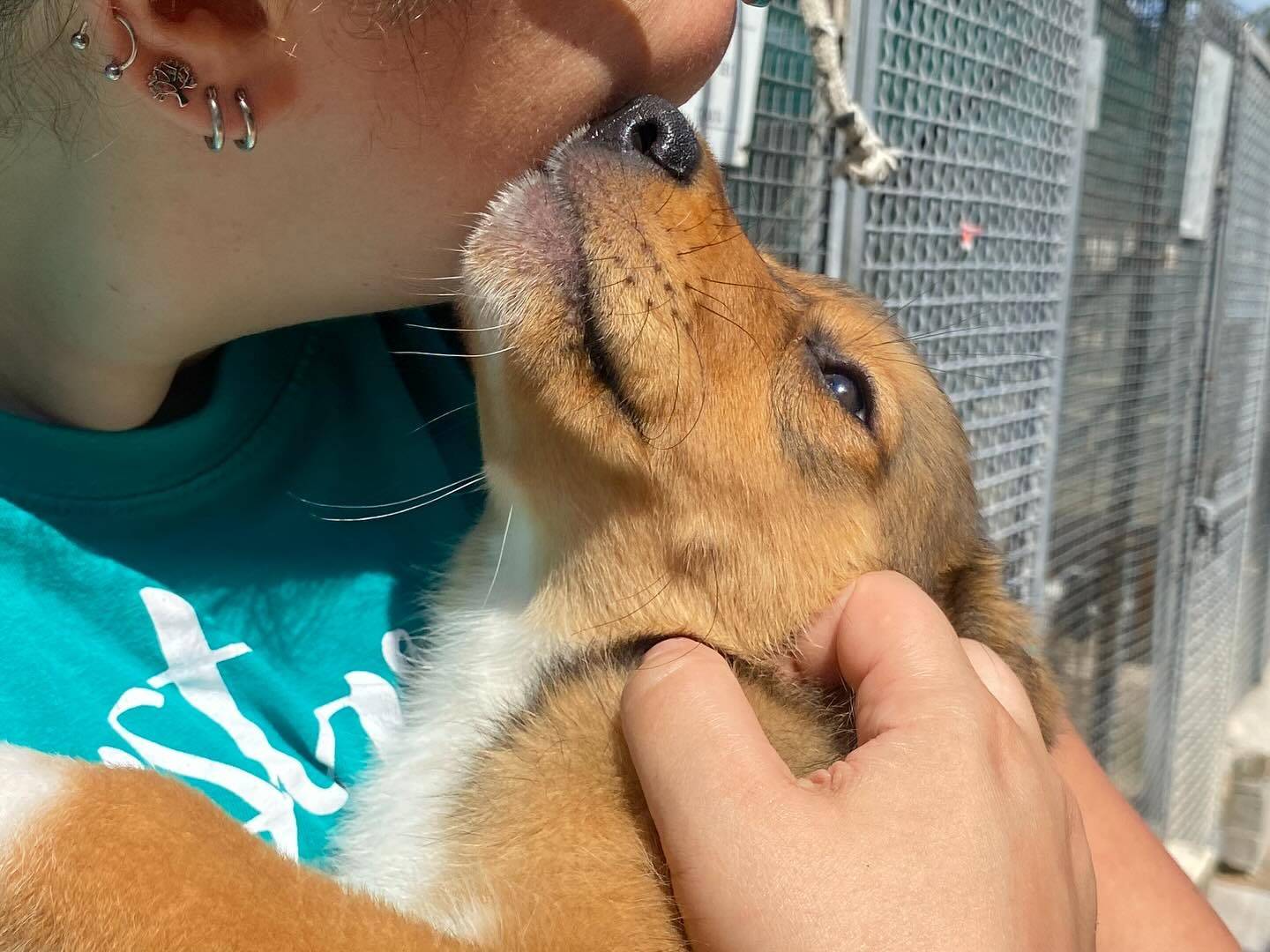Adotta un cane, taglia grande, femmina, Latina