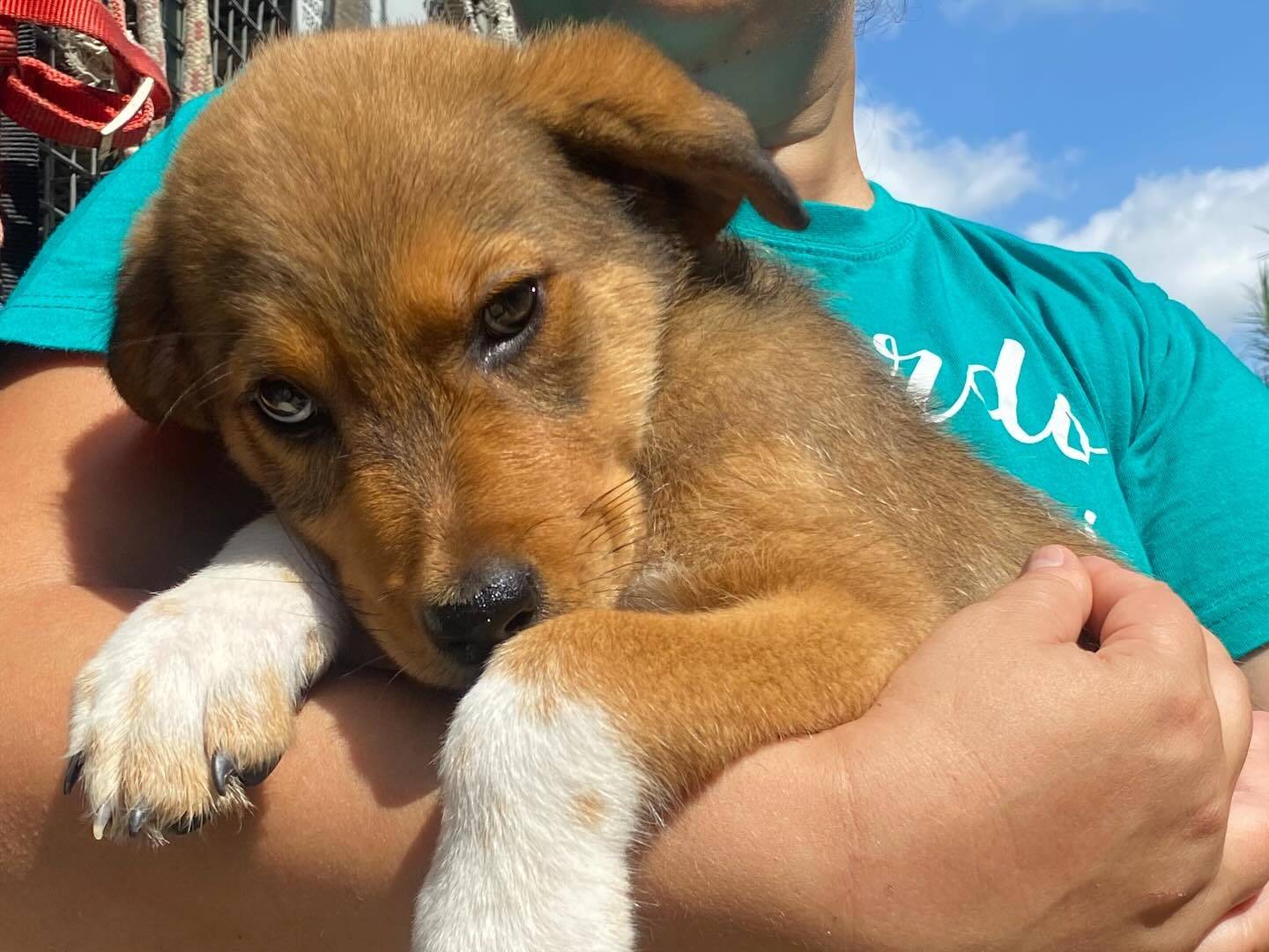 Vuoi adottare un cane a Latina?