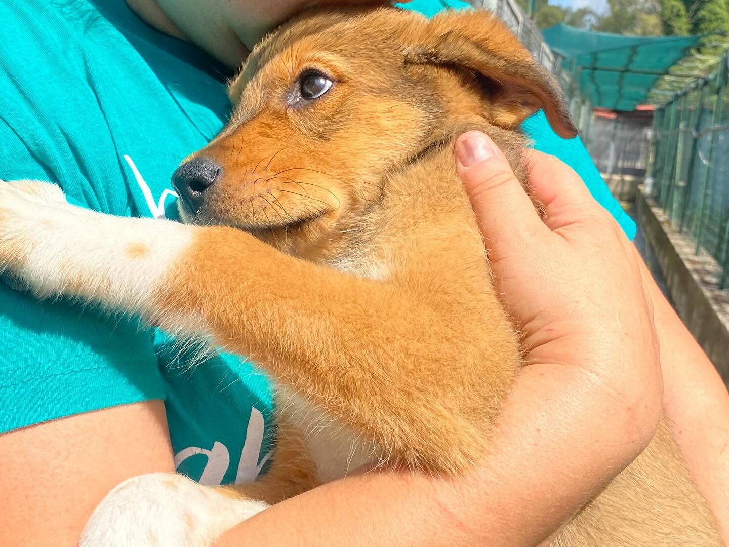 Adotta il cane Anastasia a Latina