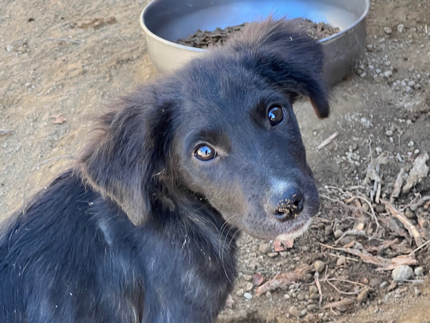 Adozione cane, femmina, Razza sconosciuta Razza sconosciuta, 4 mesi, taglia media, Roma