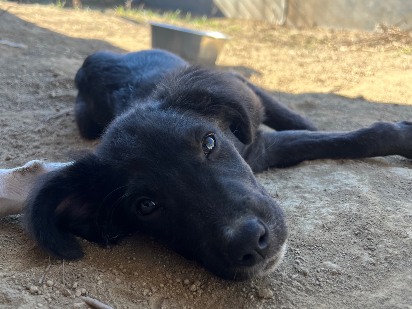 Adotta un cane, femmina, 4 mesi, Roma