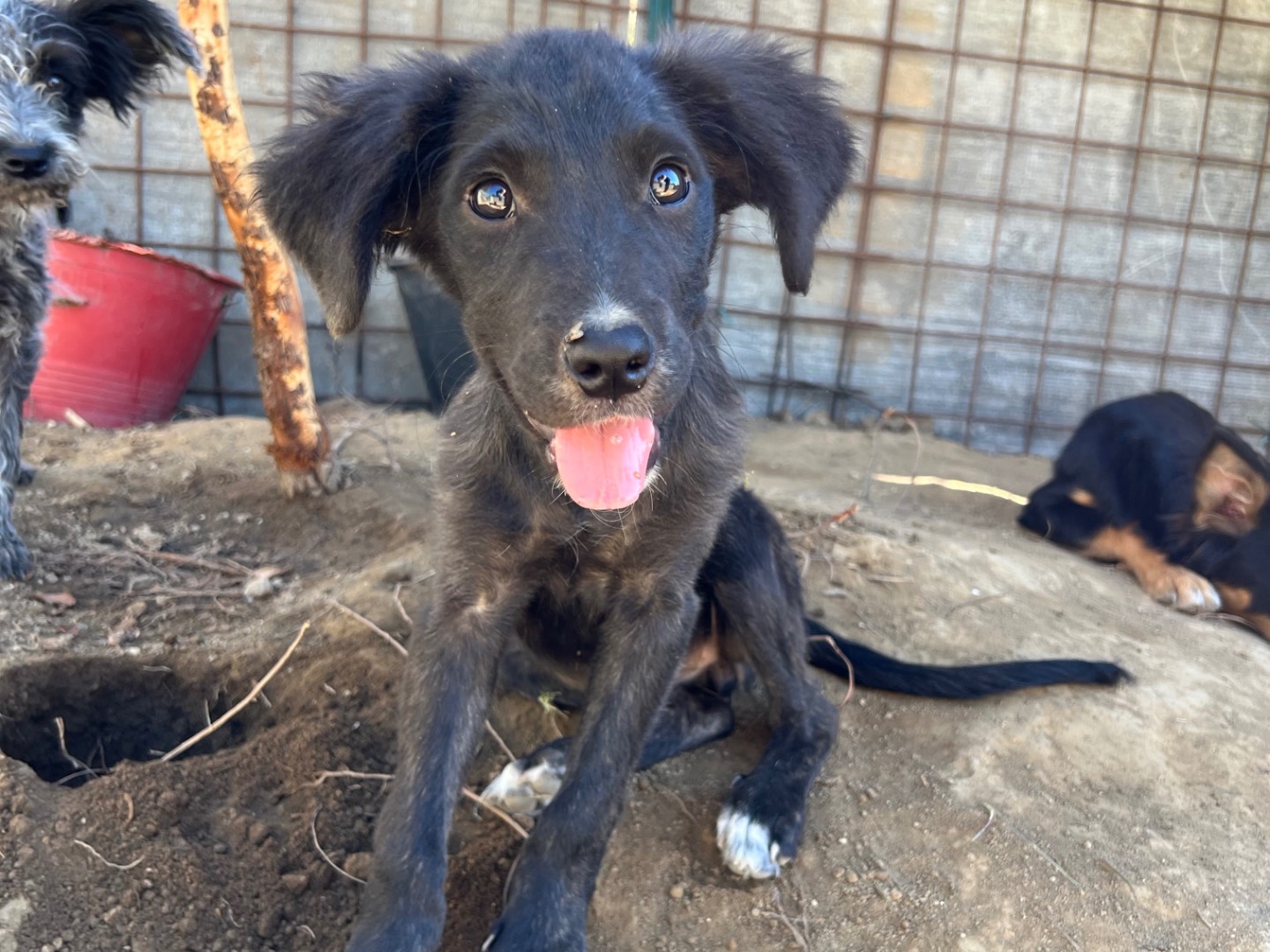 Adotta un cane, taglia media, femmina, Roma