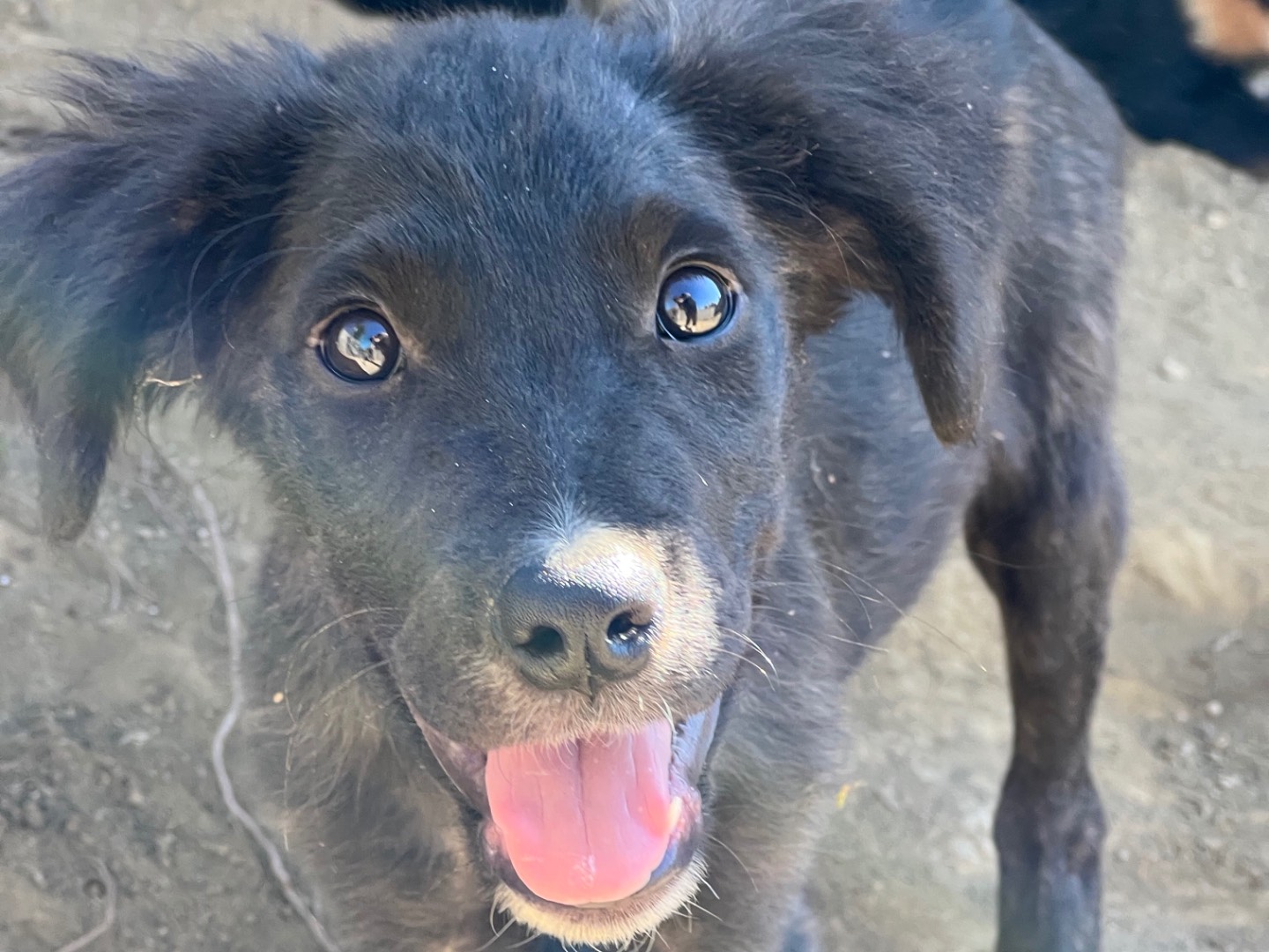 Vuoi adottare un cane a Roma?