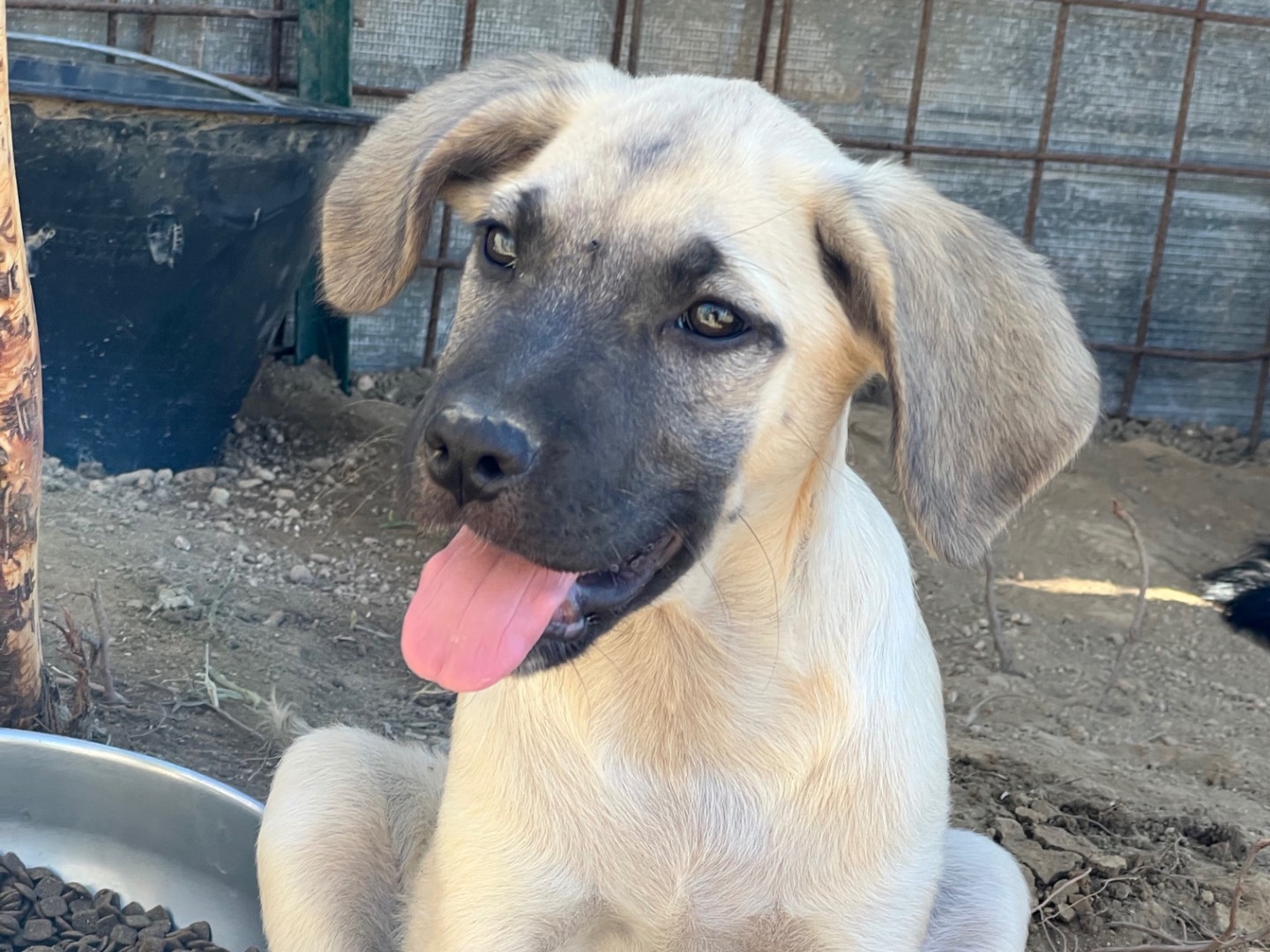 Adozione cane, femmina, Razza sconosciuta Razza sconosciuta, 4 mesi, taglia media, Roma