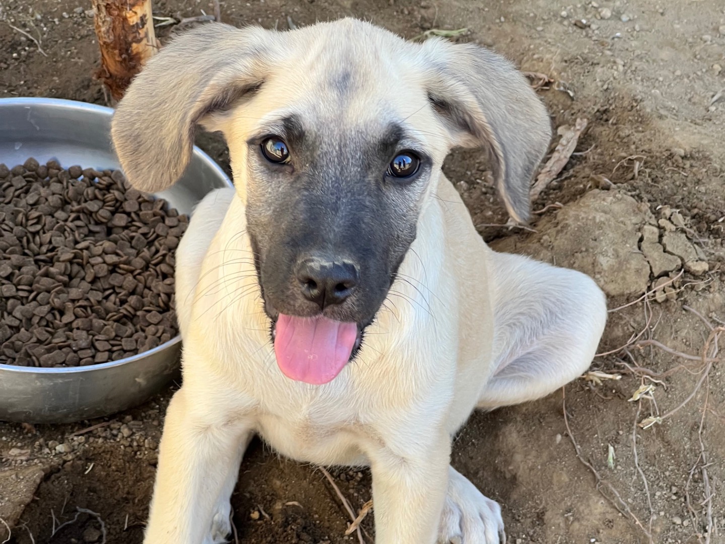 Adotta un cane, taglia media, femmina, Roma