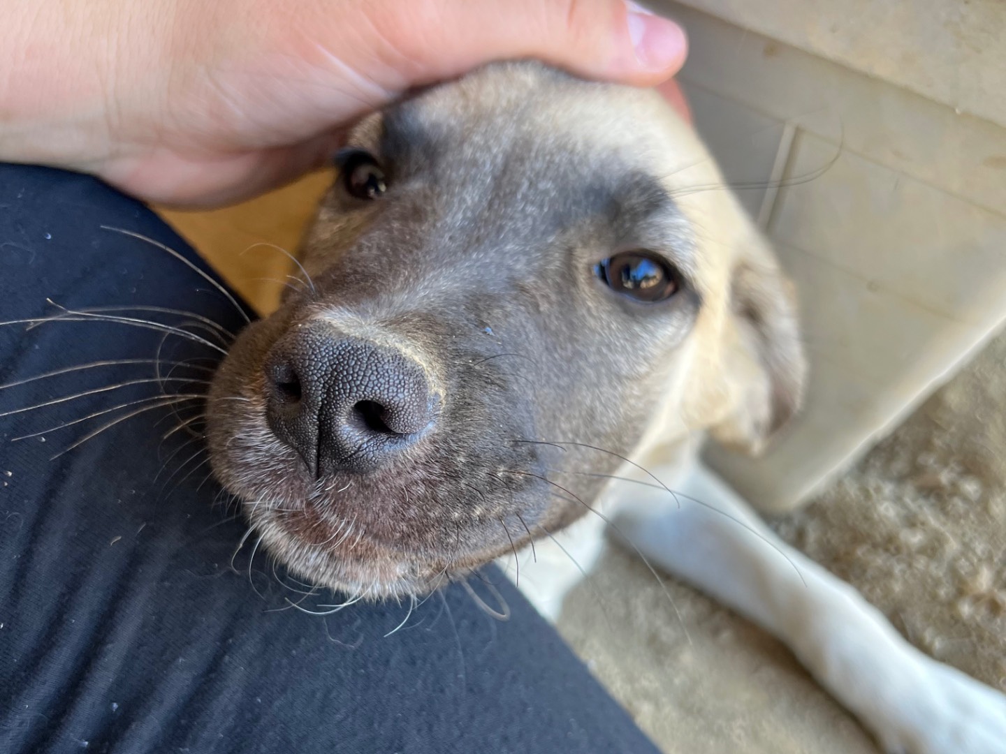 Vuoi adottare un cane a Roma?