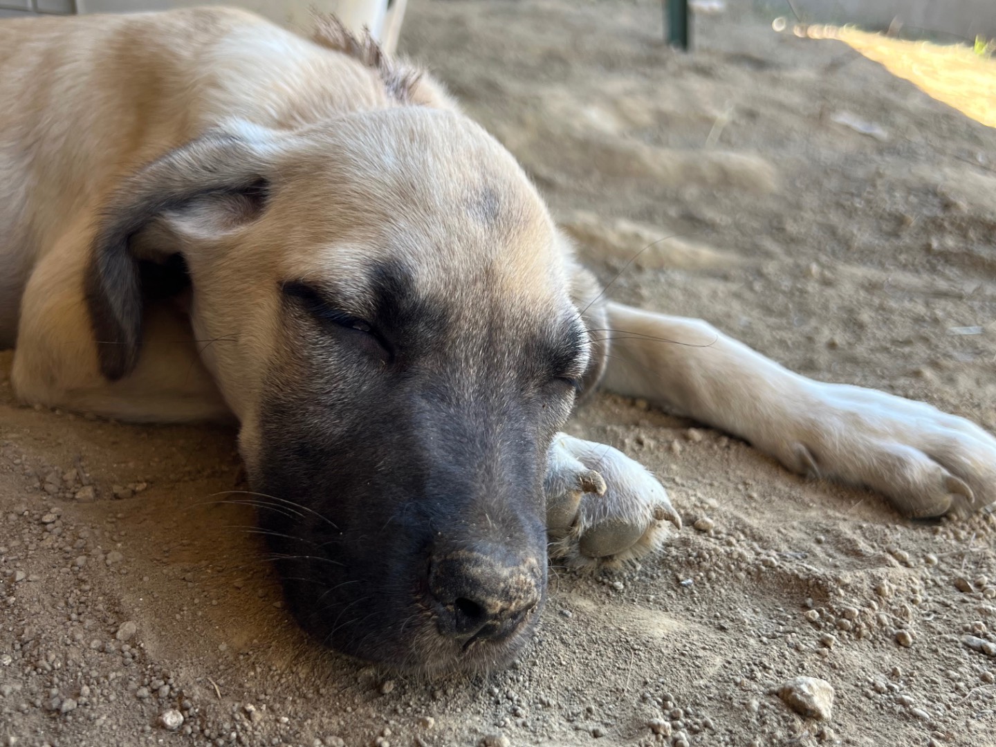 Adotta il cane Cannella a Roma