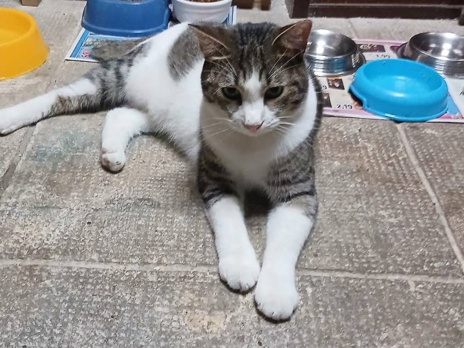 Adotta un gatto, maschio, 2 anni e 2 mesi, Torino