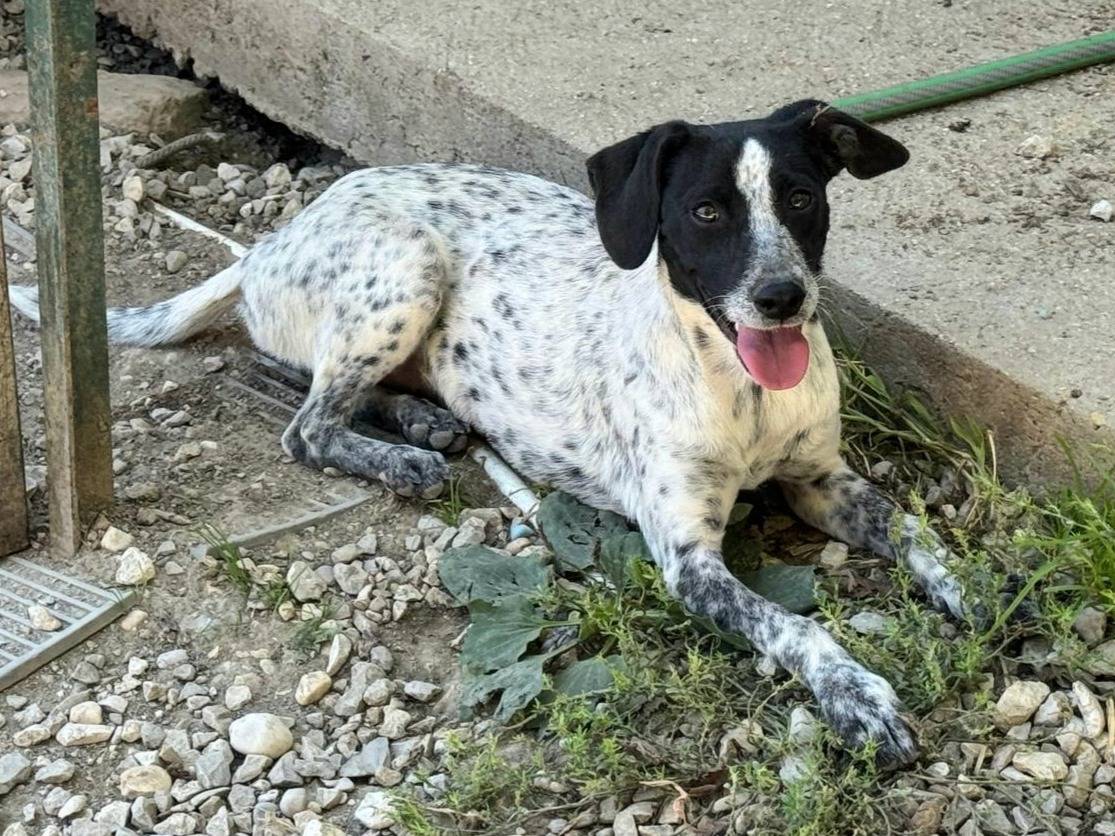 Adotta un cane, femmina, 10 mesi, Teramo