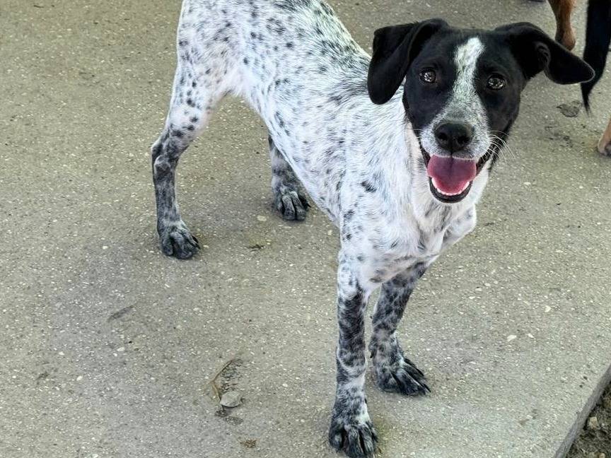 Adotta un cane, taglia piccola, femmina, Teramo