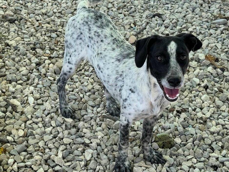 Vuoi adottare un cane a Teramo?