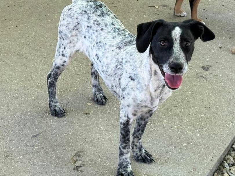 Adotta il cane Emma a Teramo