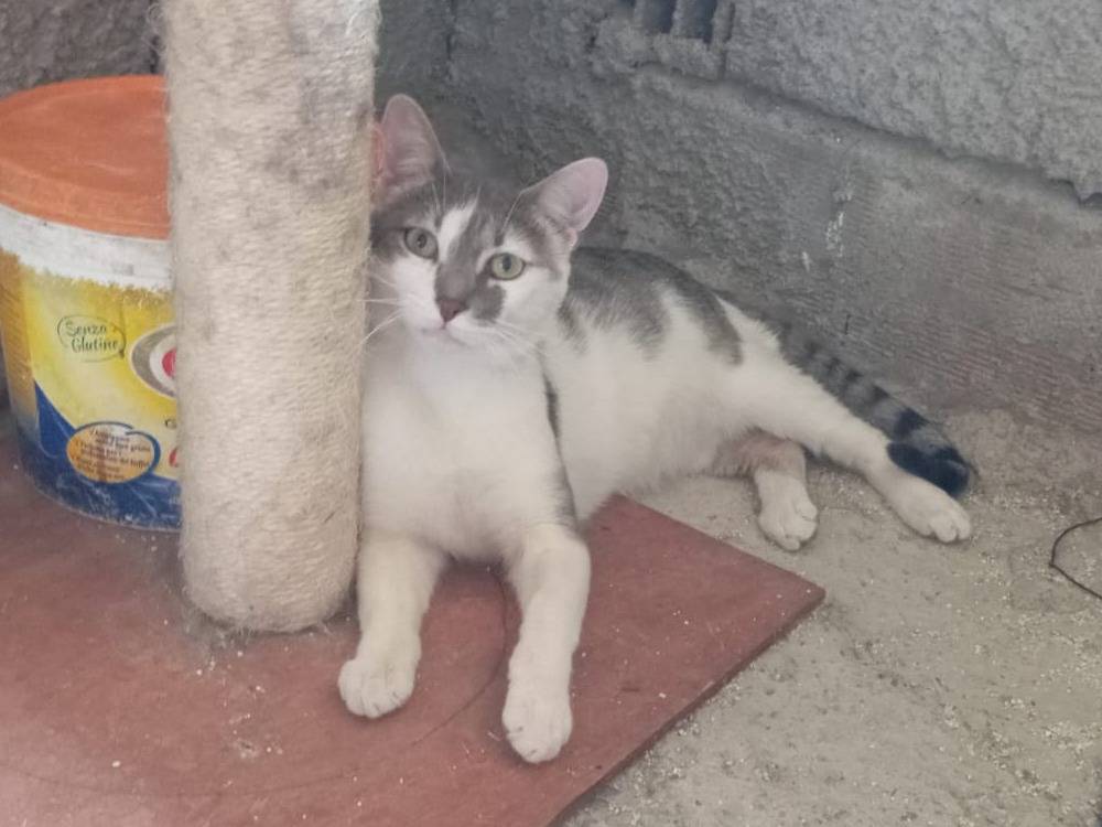 Adotta un gatto, taglia non valida, maschio, Torino