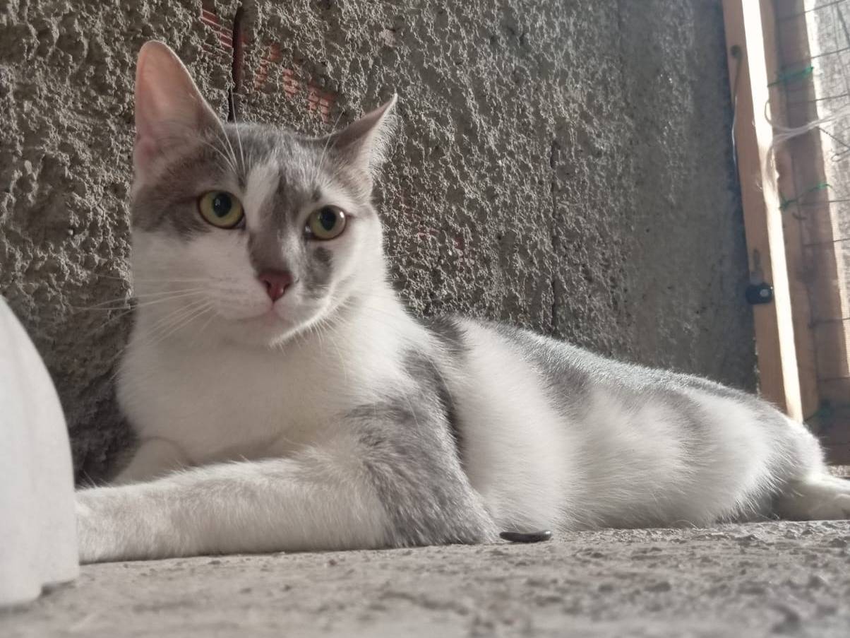 Vuoi adottare un gatto a Torino?