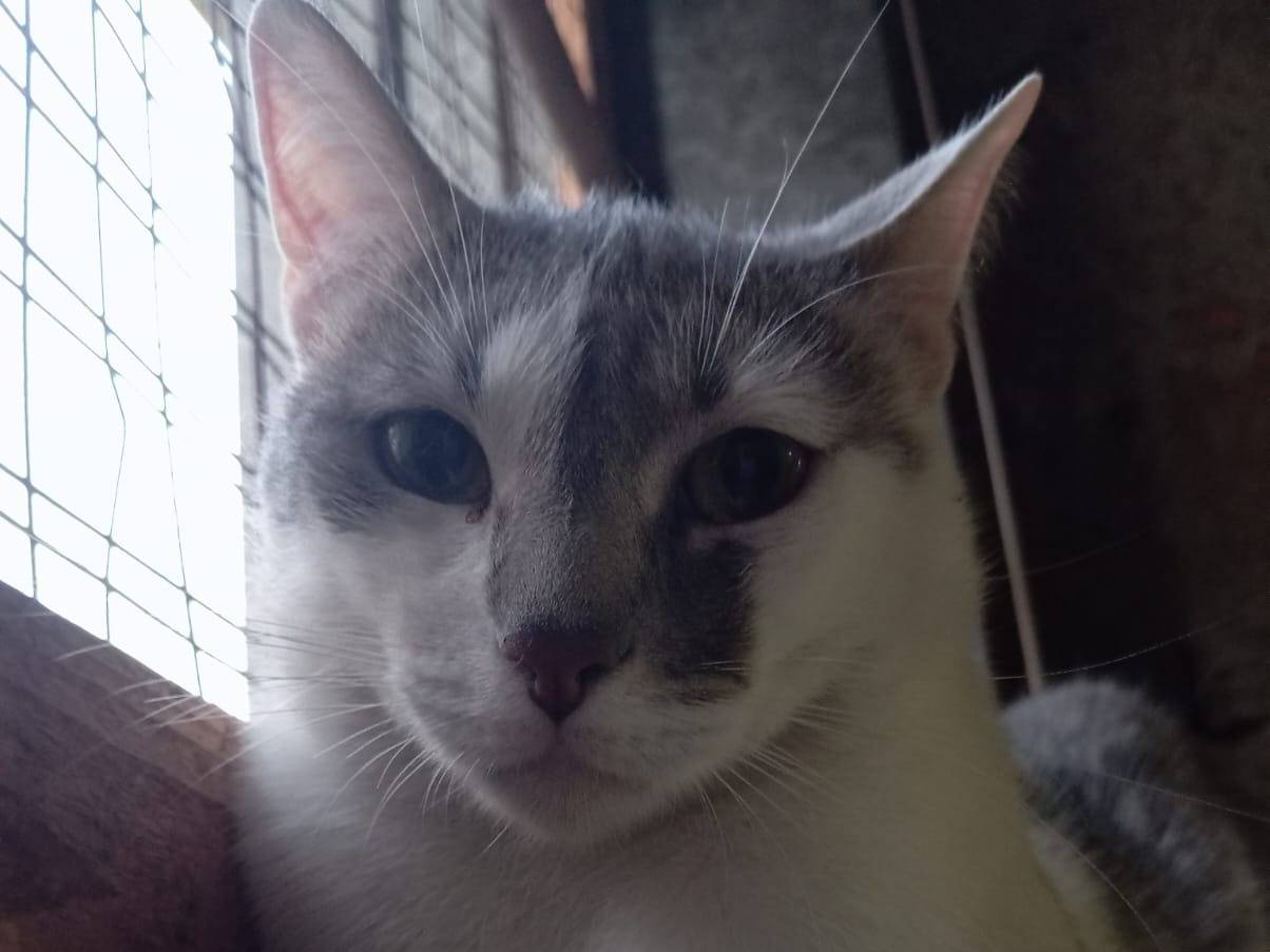 Adotta il gatto Johnny a Torino