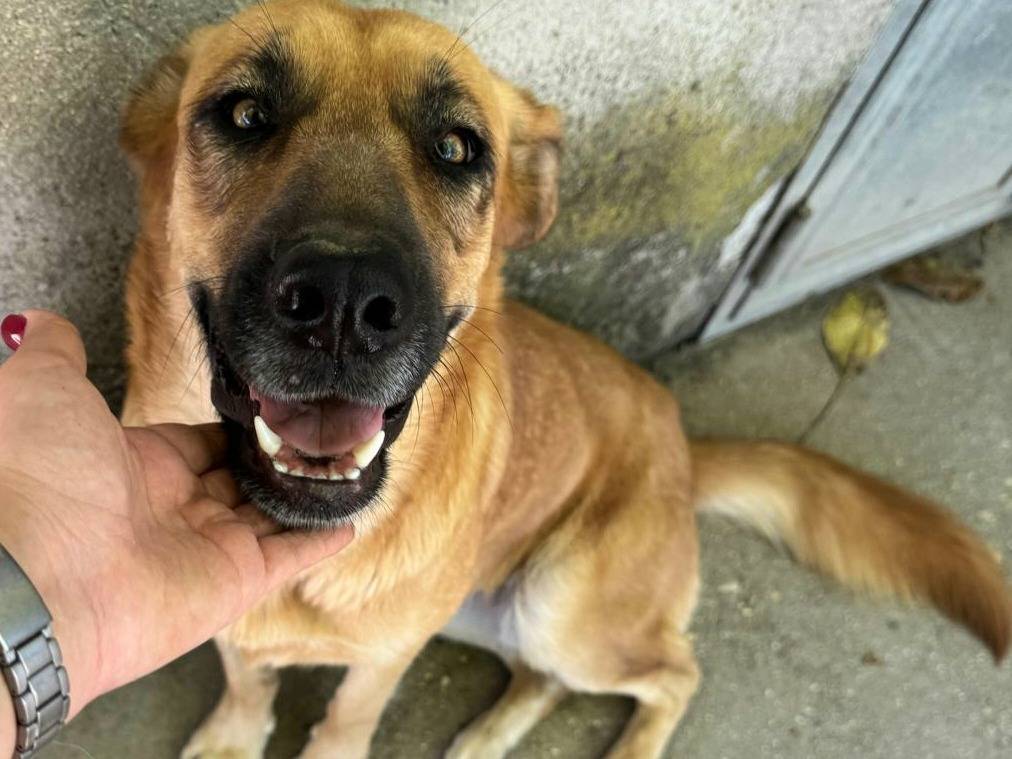 Vuoi adottare un cane a Teramo?