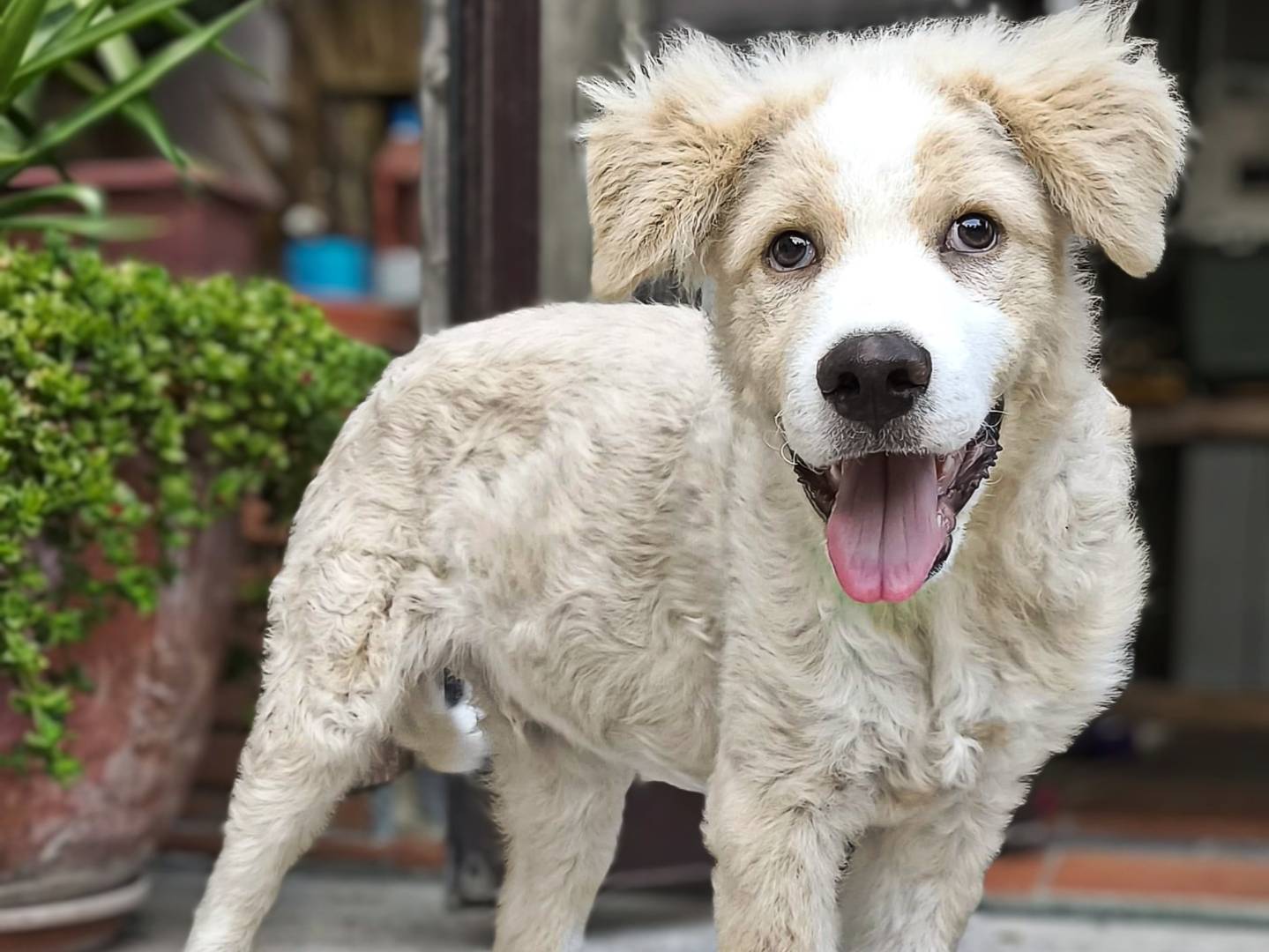 Vuoi adottare un cane a Messina?