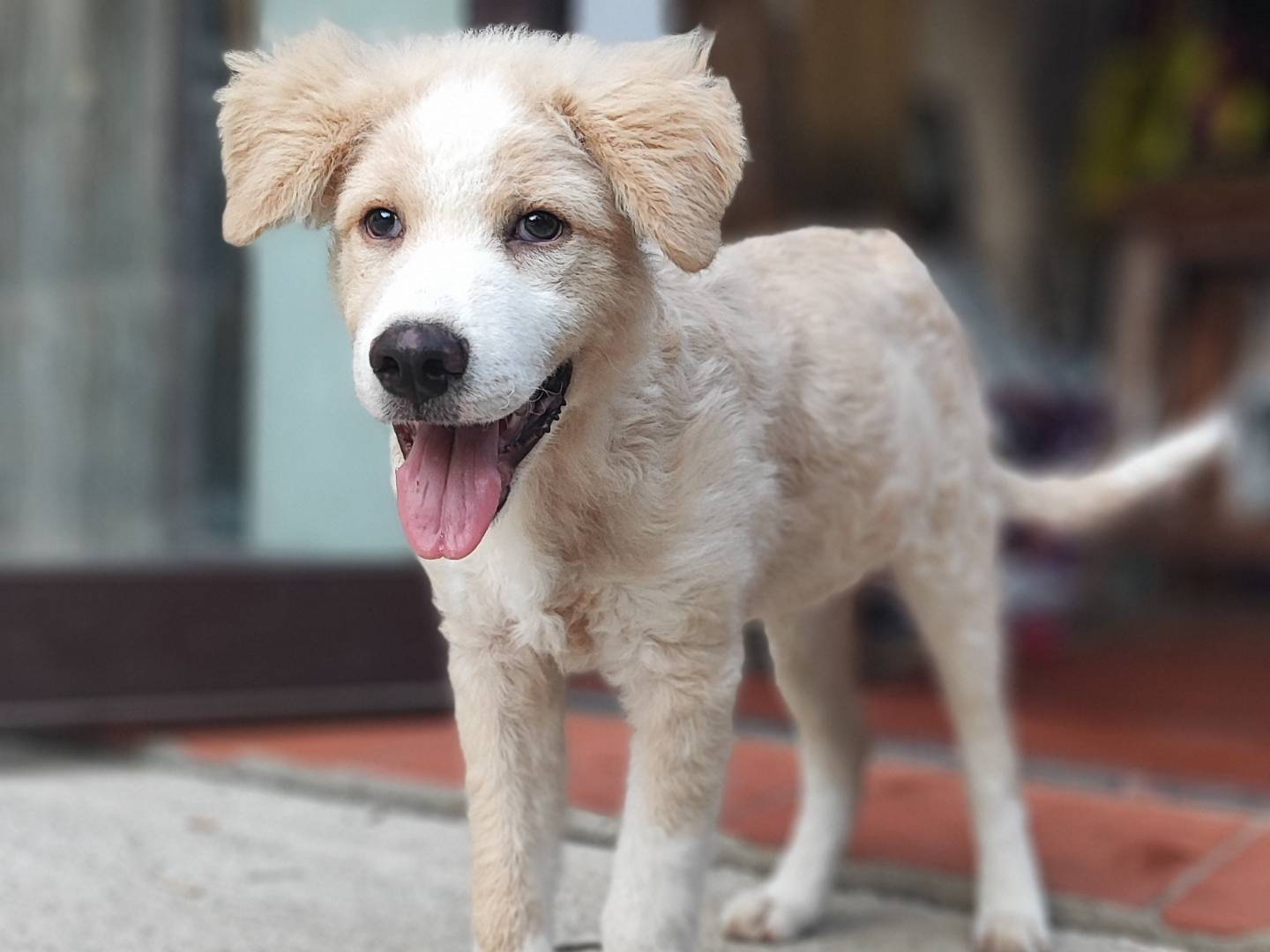 Adotta il cane SPARTACO a Messina