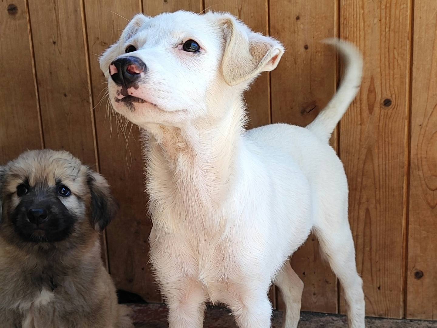 Vuoi adottare un cane a Messina?