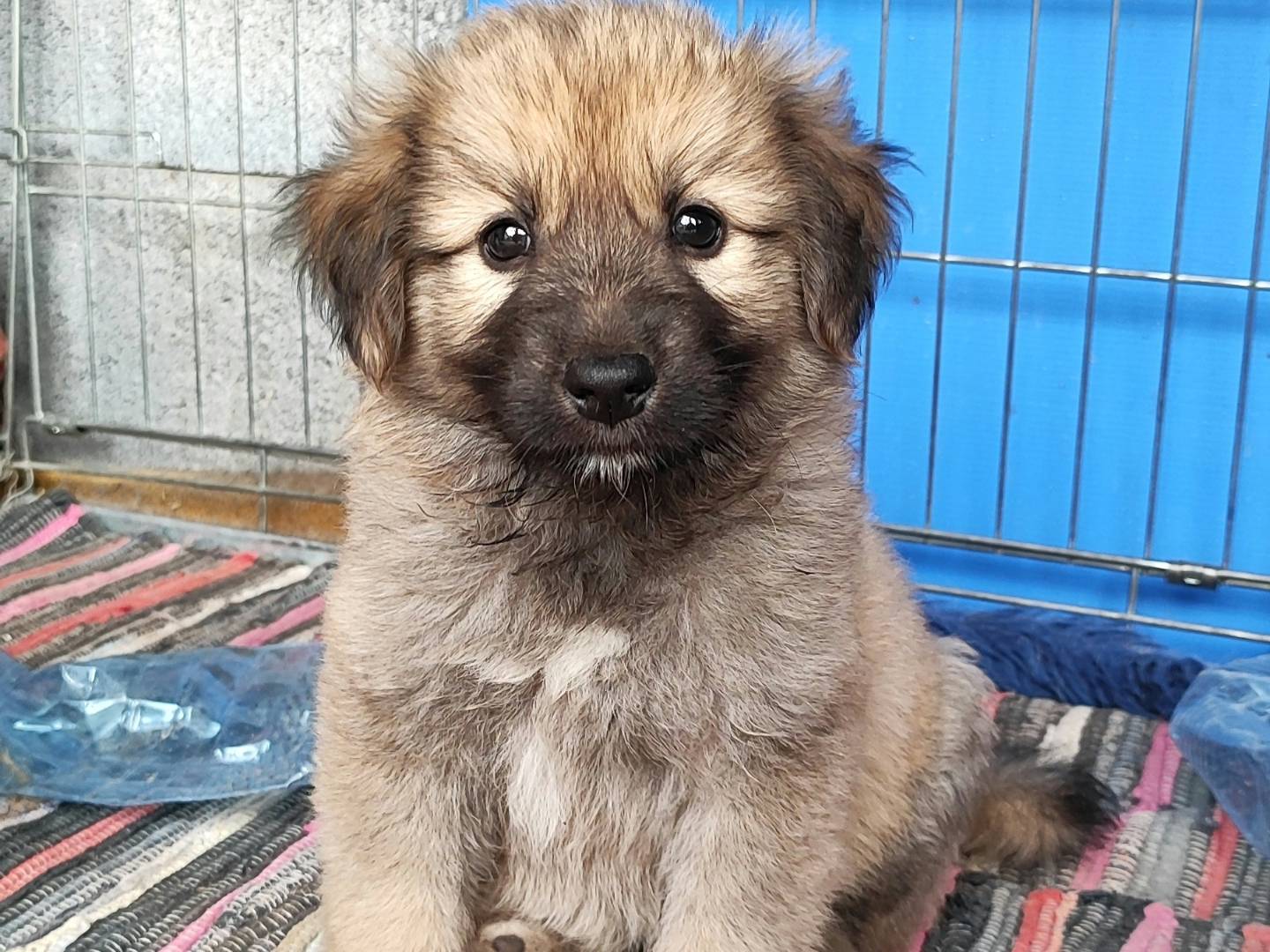 Adozione cane, maschio, Razza sconosciuta Razza sconosciuta, 2 mesi, taglia grande, Messina