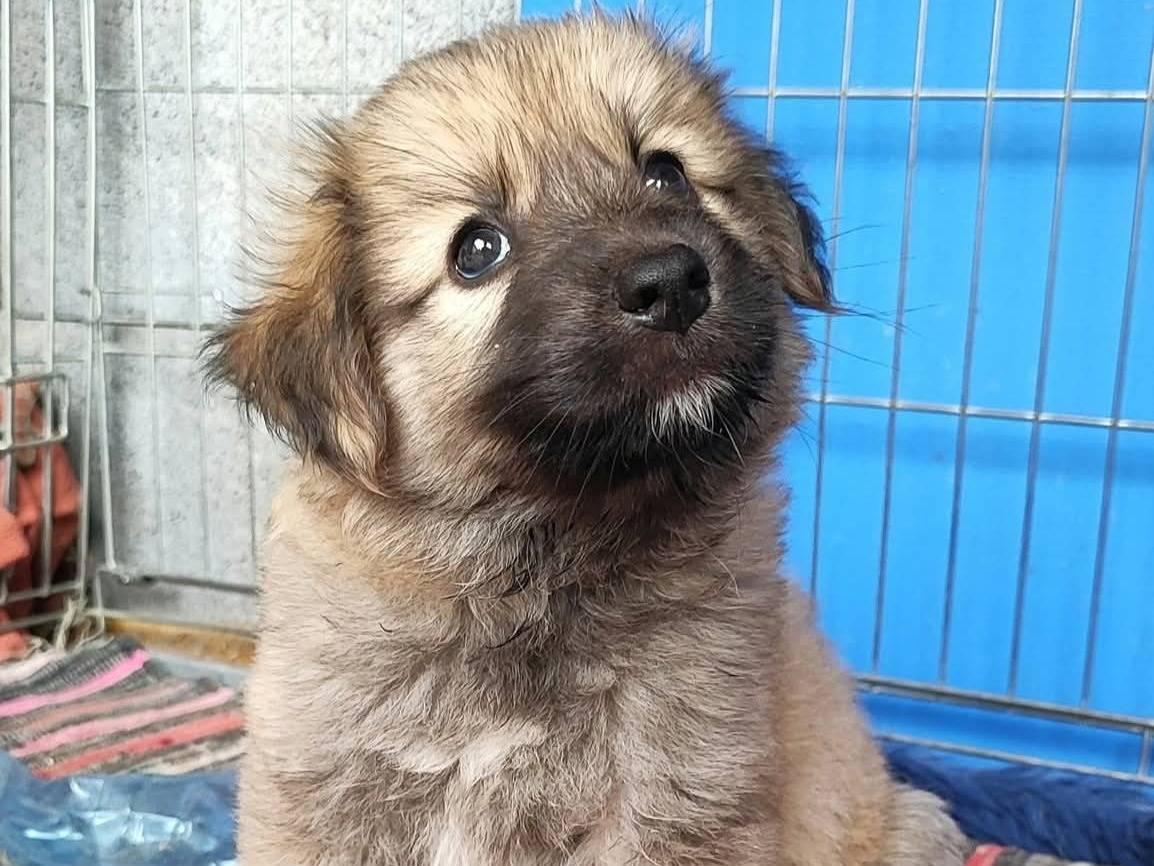 Adotta un cane, maschio, 2 mesi, Messina